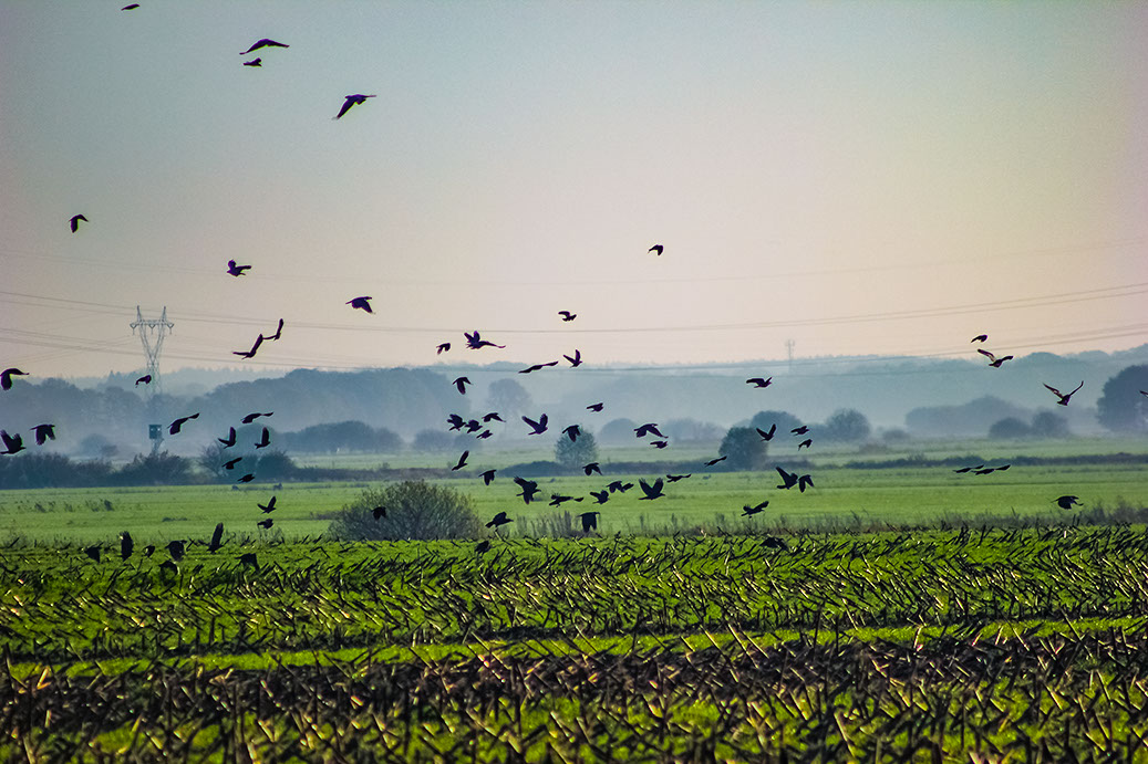 Einsatz von Greifvögeln Vergrämung von verwilderten Haustauben, Krähen und Möwen und Nagetierarten.