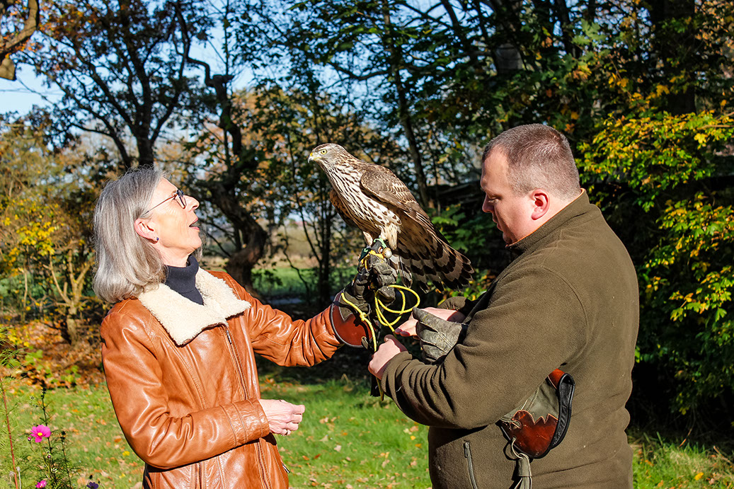 Greifvogel auf dem Arm, Habicht, Tag beim Falkner, Jagdfalkenschule Daniel Aebker