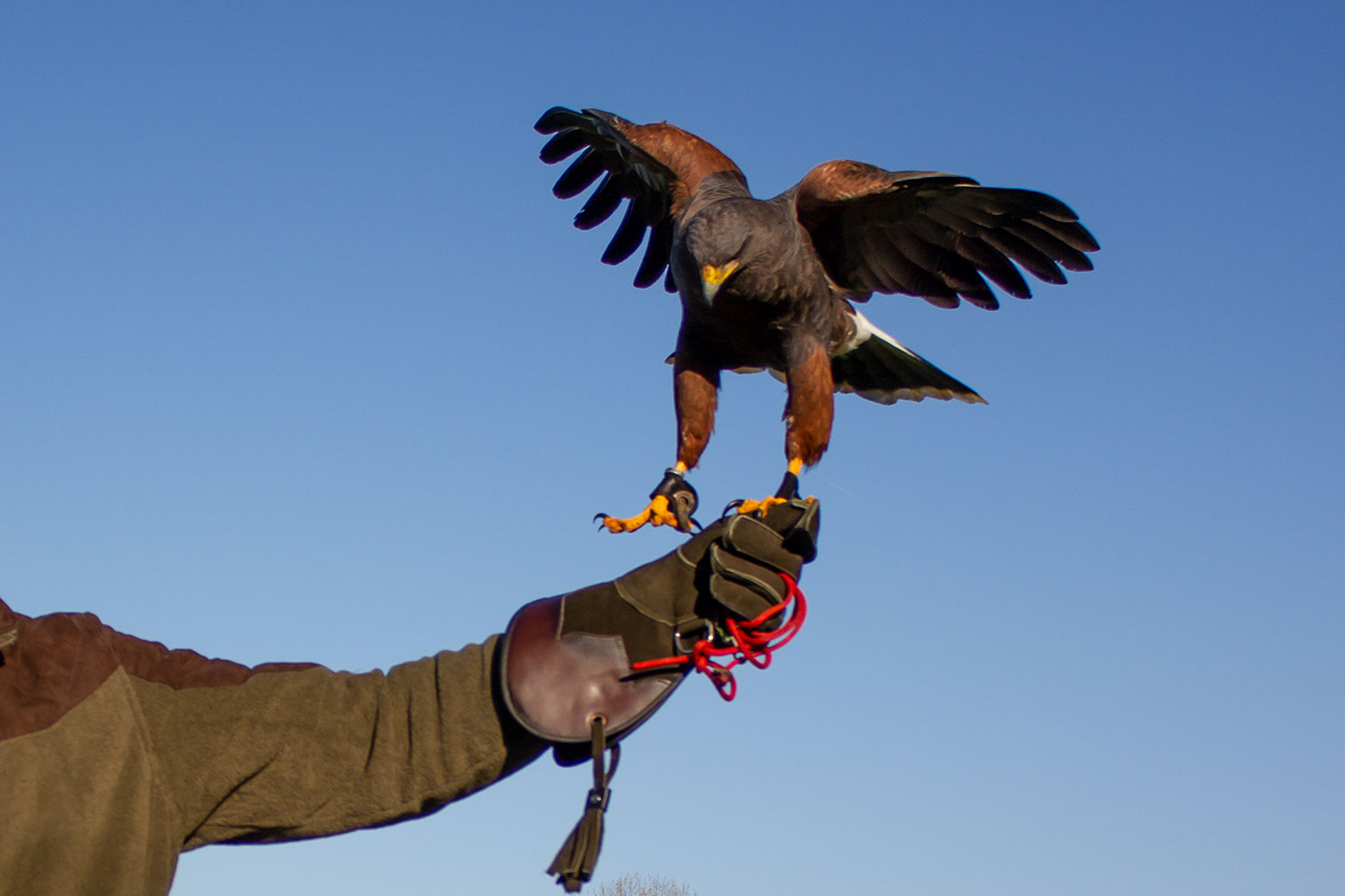 Harris Hawk auf Falknerhandschuh, Falkner für einen Tag, Jagdfalkenschule Daniel Aebker