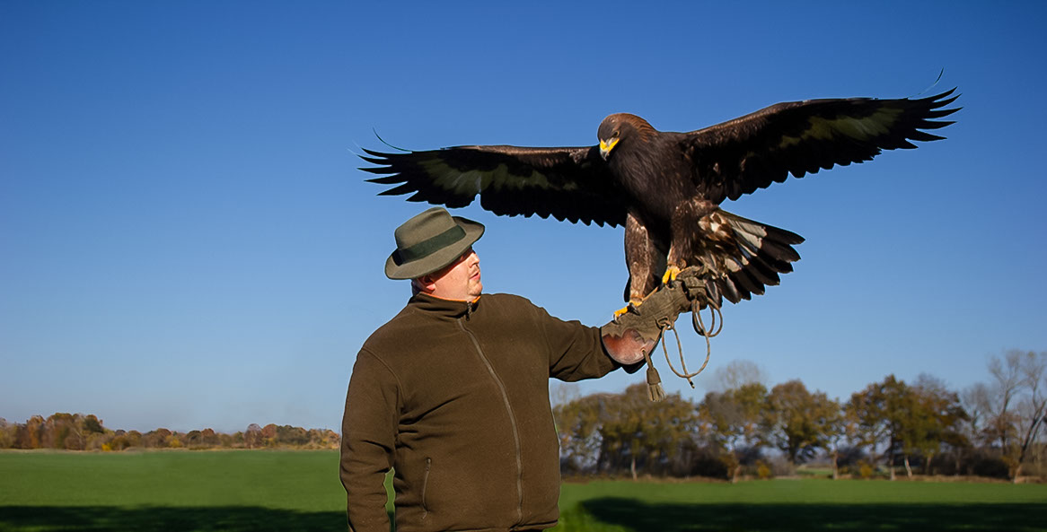 Steinadler Akira aus der Jagdfalkenschule Daniel Aebker. Vorbereitungskurse Falknerprüfung, Vergrämung, Auffangstation, Tag beim Falkner
