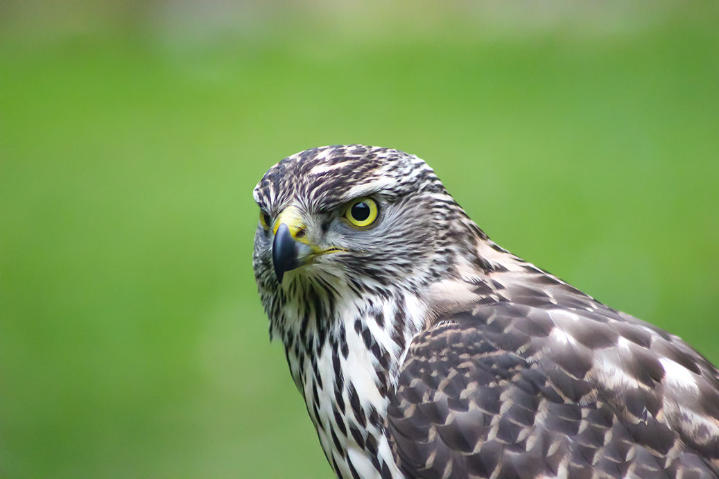 Norwegischer Habich aus der Jagdfalkenschule Daniel Aebker. Vorbereitungskurse zur Falknerprüfung, Vergräumung, Auffangstation, Tag beim Falkner