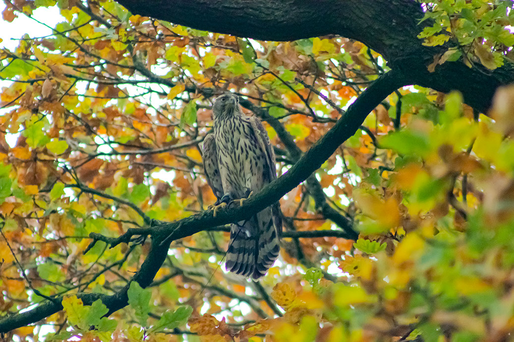 Falkner und Habicht bei erfolreicher Beizjagd auf Krähen, Habicht hat Krähe geschlagen, Beizjagd, Jagdfalkenschule Daniel Aebker