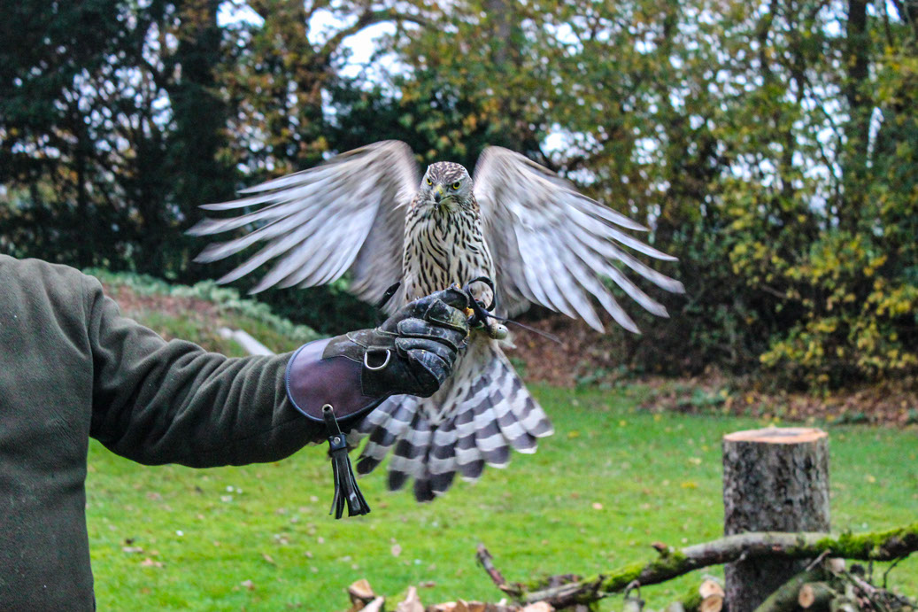 Norwegischer Habicht auf Falknerhandschuh, Falkner für einen Tag, Jagdfalkenschule Daniel Aebker